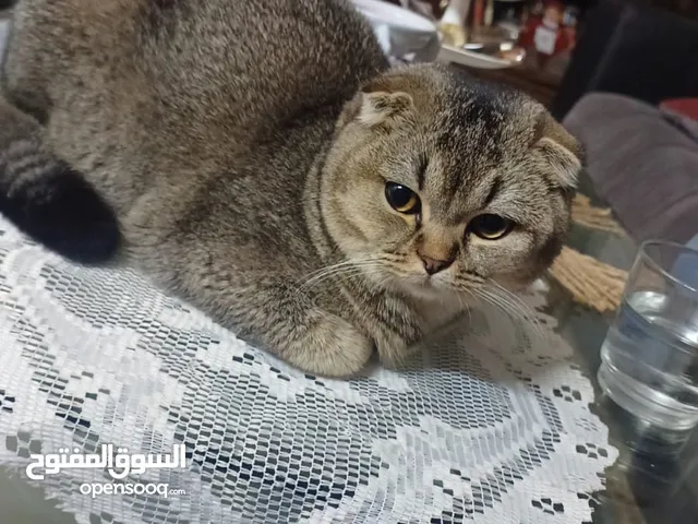سكوتش فولد scottish fold