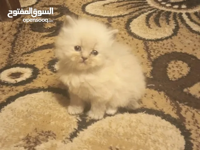 تبَارك الرَحْمٰن ..... كِتنز بيرشن همالايا حلويات فخمة مستوى عالي للحجز لحين الفطام التفاصيل بالوصف.