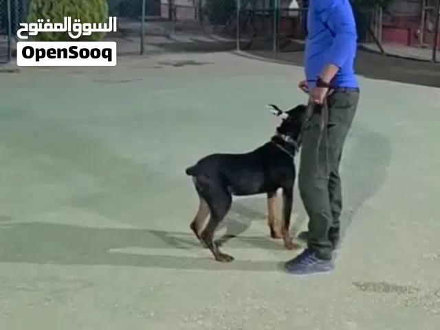 عشاق الشراسه ...والسيطره..دوبرمان ..ذكر مستوى عالي..مع جميع المطاعيم اللازمه وجرعه الدود ومايكروشيب