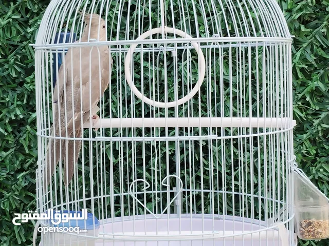كروان انقليزي ( Emerald) يغرد ويلعب وشرط ريش وجناح كامل ..............