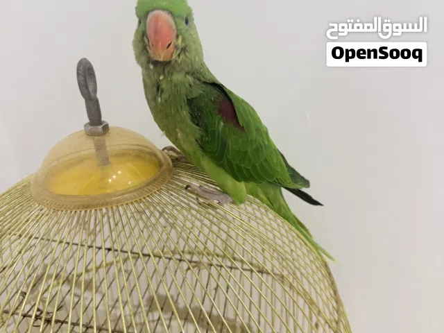 ببغاء دره امريكي