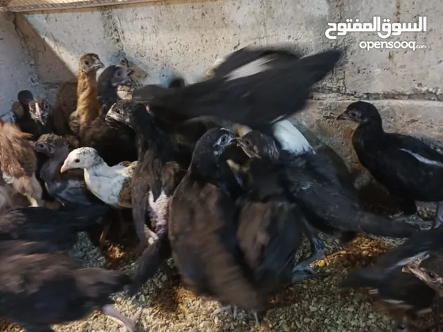 فراخ بلدي وباكستاني وابو رقيبه