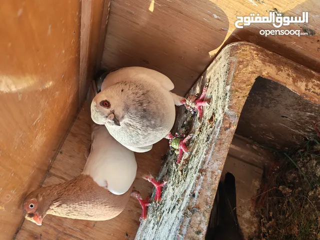 اربع جواز حمام للبيع مع القن