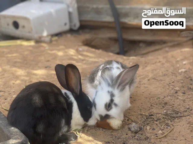 السلام عليكم ارانب للبيع عمر شهرين ونص
