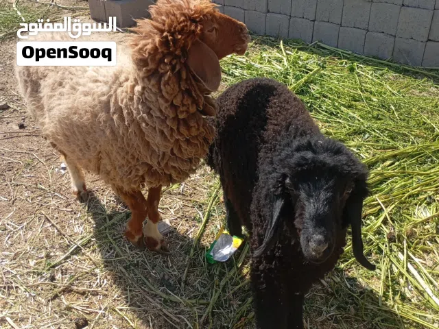 طليه وره فحل اسواد بين بل صوره اوطليه حامل عليه 3اشهراوابنه عمره 5اشهر