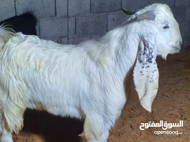 السلام عليكم  مجموعه  معيز.الابيض جدي ..والكحل الزوز توامه جدي وعناق.. والقهويه عنز رباع والده جدي..