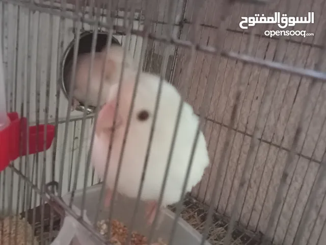 روز البينو شغال