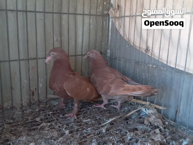 إنتاج بهلوان سرهم فى الأصفر