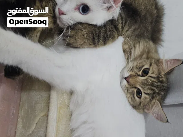 قطط للبيع ذكر وأنثى طالبين تزاوج العمر 10شهور صحتهم ممتازه