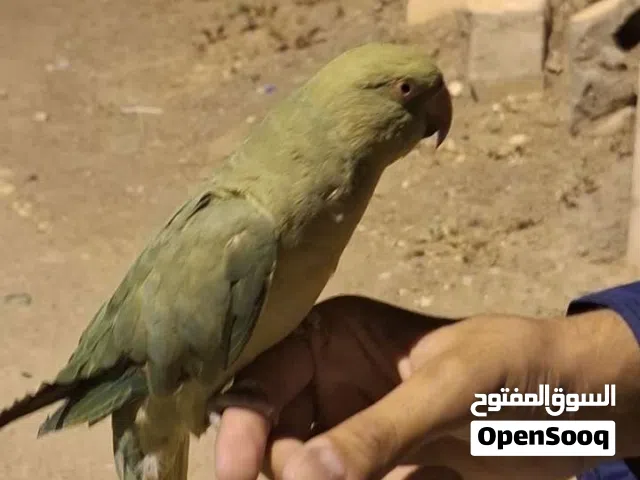 ببغاء أليف