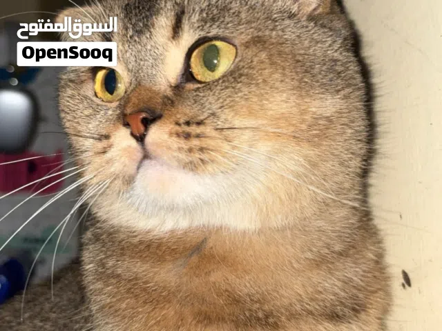 العمر 2 سنتين نوعه كندي أبوه كندي و أمه شيرازيه و مشاءالله عليه جسم و ينفع للتزاوج و نسله حلو