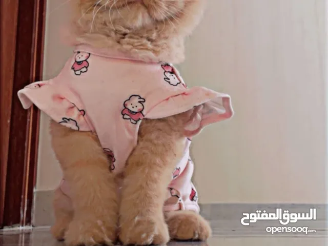 مطلوب قط للتزاوج من دون مقابل مادي يكون نظيف وصحته ممتازة