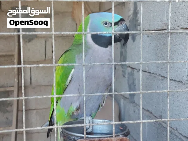 كوبيا ببغاء دربيان