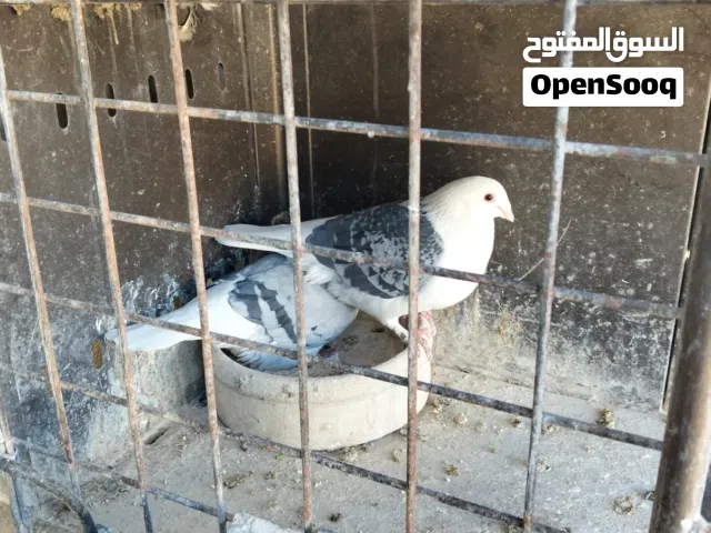 متاح 6 حبات