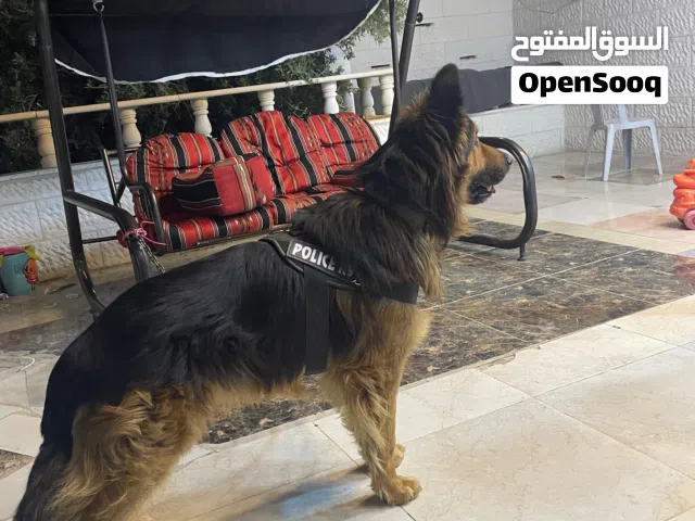 كلب جيرمن مستوى ما شاء الله