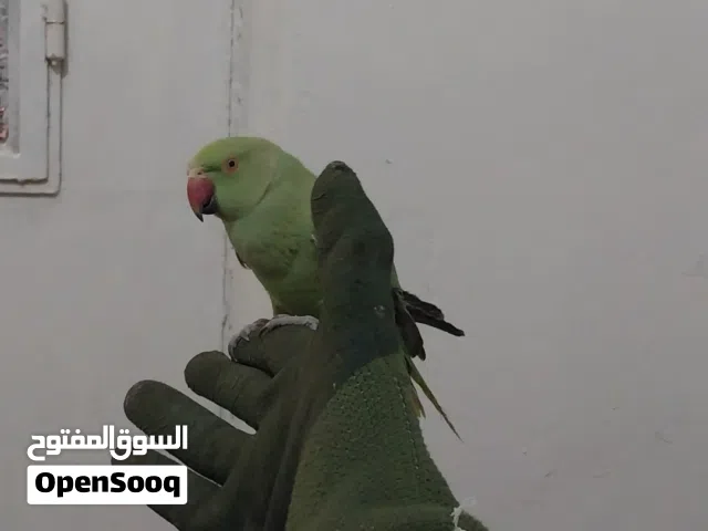 دره اليف مطلوب في 40