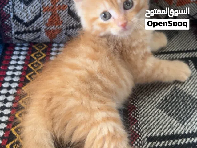 بس برتقالي صغير