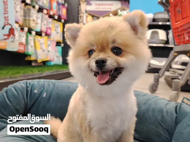 Pure American Pomeranian