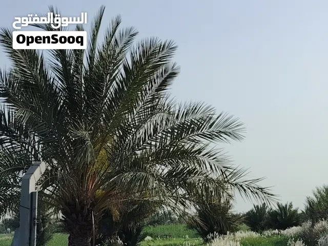 Farm Land for Sale in Baghdad Arab Ejbur