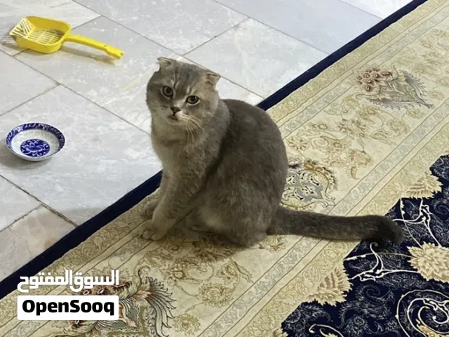 قط ذكر سنة و نص