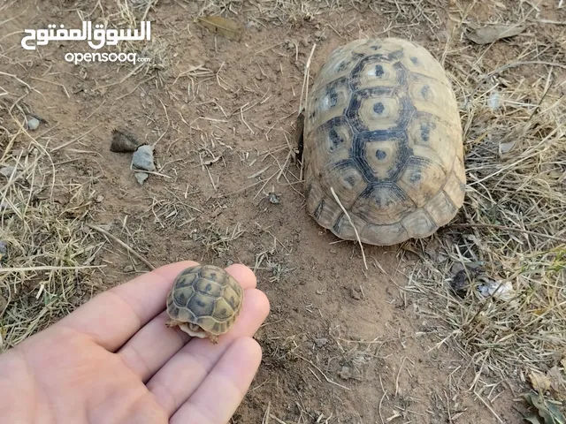 فكارين حجم متوسط