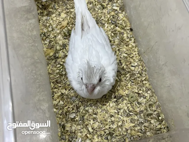 للبيع فروخ كروان