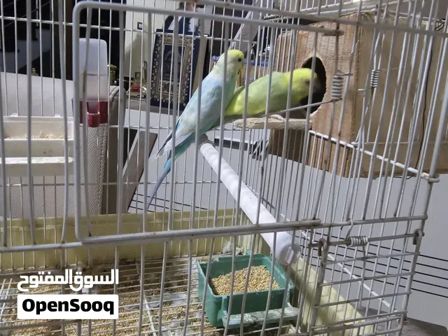 عصفيرر بكلينو