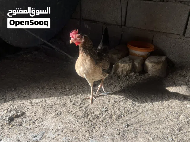 دجاج وديج