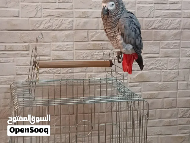 ببغاء كاسكو الافريقي