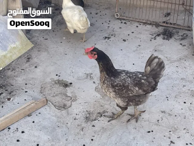 دجاجات عرب صاحيات فول وبياضات وملقحات كلشي مابيهم 3دجاجات