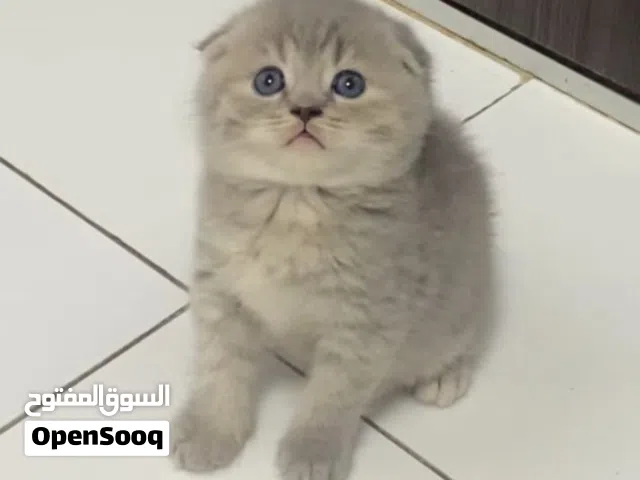 Scottish fold