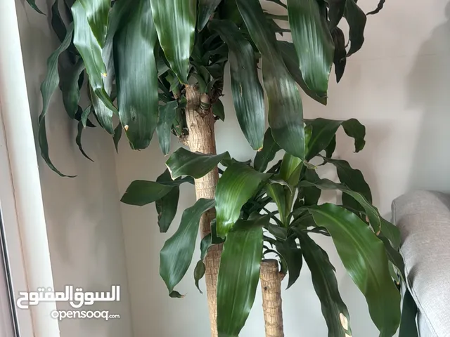 Elegant indoor plant-perfect for any home decor