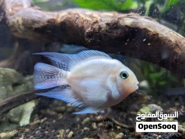 White polar parrot Fish pair 3 months old total 106 PCS
