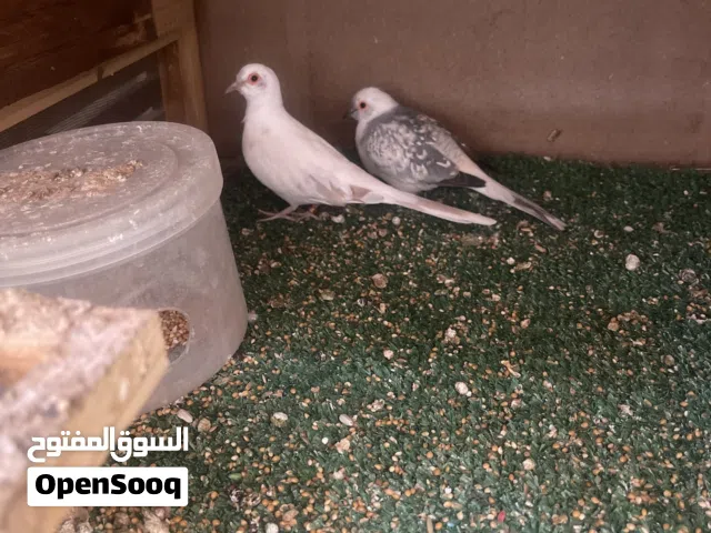 حمام ماسي مشجر