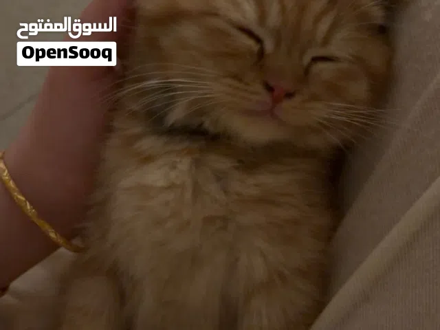 Male Scottish fold for sale