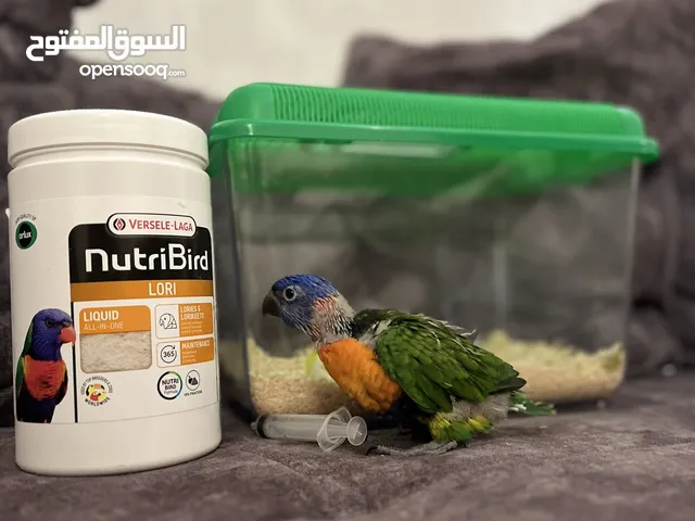 لوري الصحه ممتازه و مع الأكل و ابره
