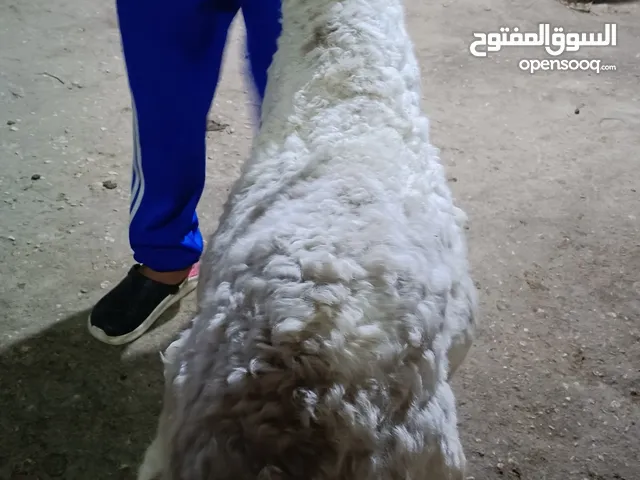 افضل جوده وافضل سعر في مصر