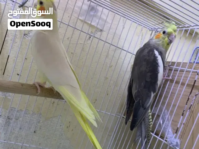 Cockatiels urgent sale