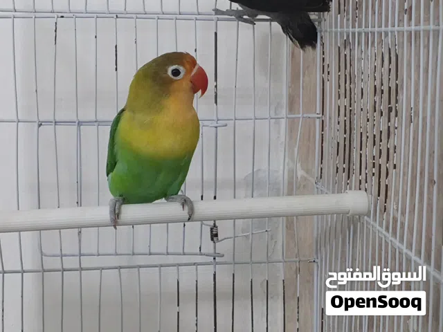 متاح زوز نتايات باربلو بير سوناتا