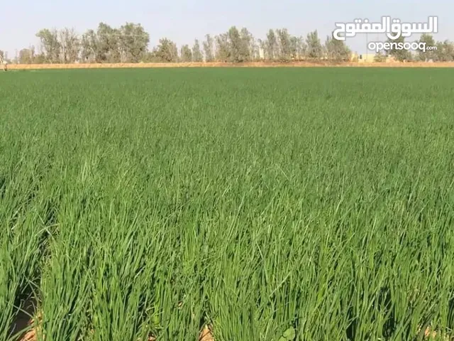 بذور بصل حضرمي عالي الجوده