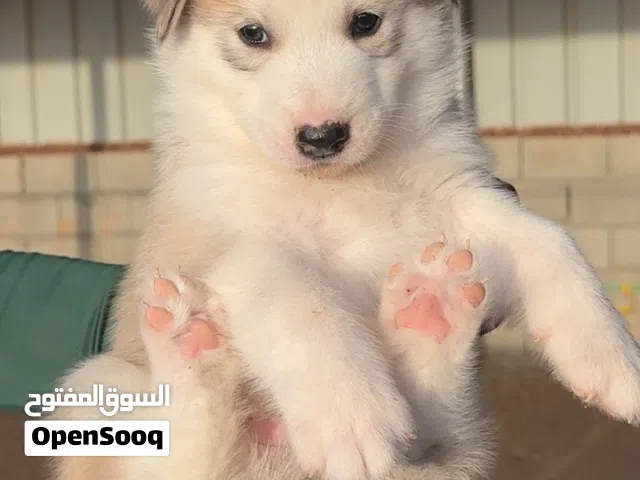 هاسكي سيبيري