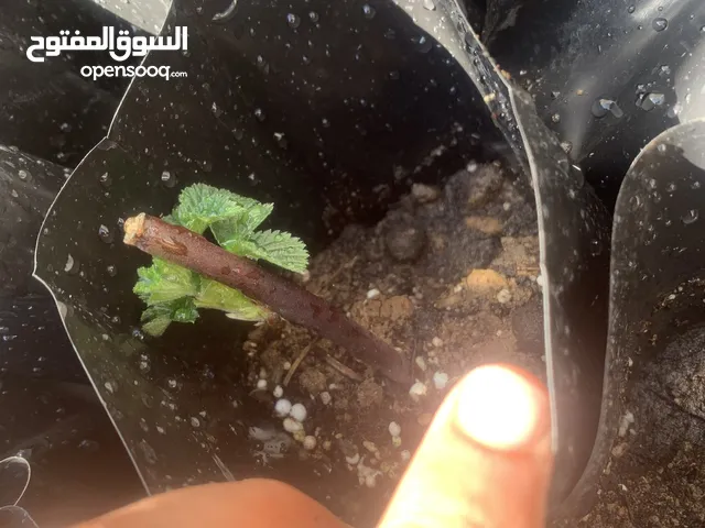 شتل بلاك بيري امريكي حبه جامبو