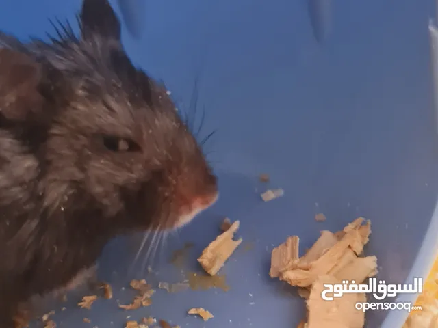 هامستر للبيع المستعجل