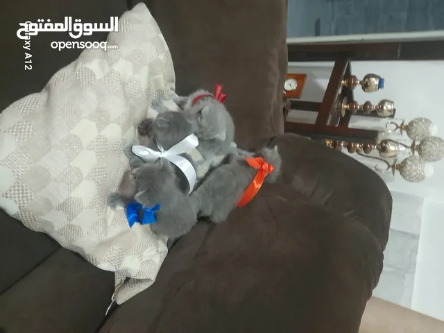 قطط للبيع نوع سكواتش فولد الام والاب العمر شهر وكم يوم