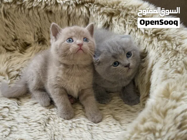 Scottish fold and British short hair males and females