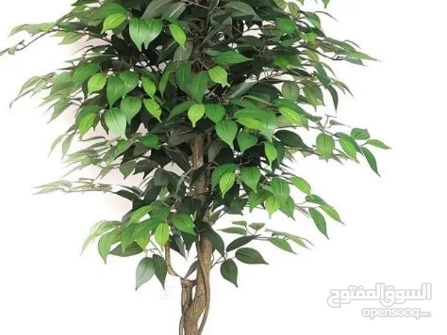 شجره فكس قياسها210