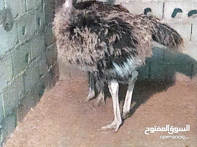 نعام للبيع