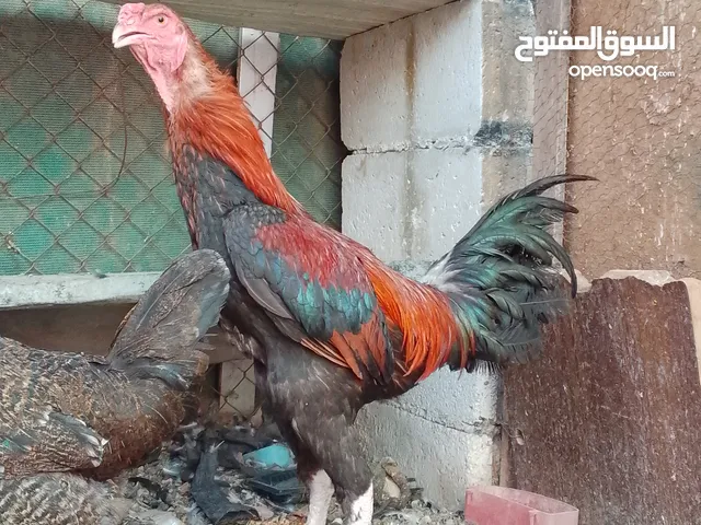 متاح ديك وفرخه باكستاني