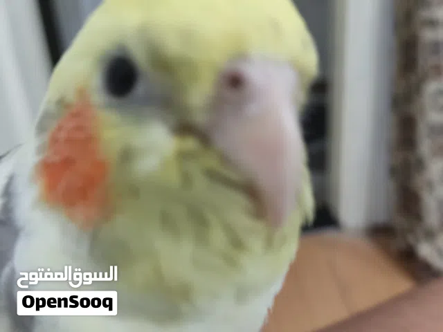 كروان للبيع عمر سنه السعر900 tl وا في سكرا الموقع باغجلر