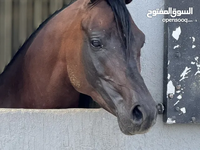 حصان عربي واهو مسجل